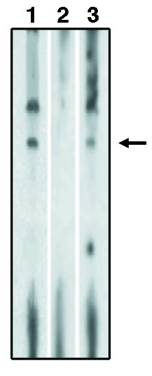Western blot analysis of lysates of RH7777 cells transfected with full lenth human EDG-1 protein using anti-EDG-1 CT antibody at 10 µg/ml (1), antibody preincubated with specific blocking peptide (2) and antibody preincubated with non-specific control peptide (3) using Pierce Femto Signal substrate.